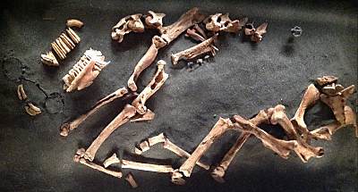 horse skeletal remains in a Viking-age male burial